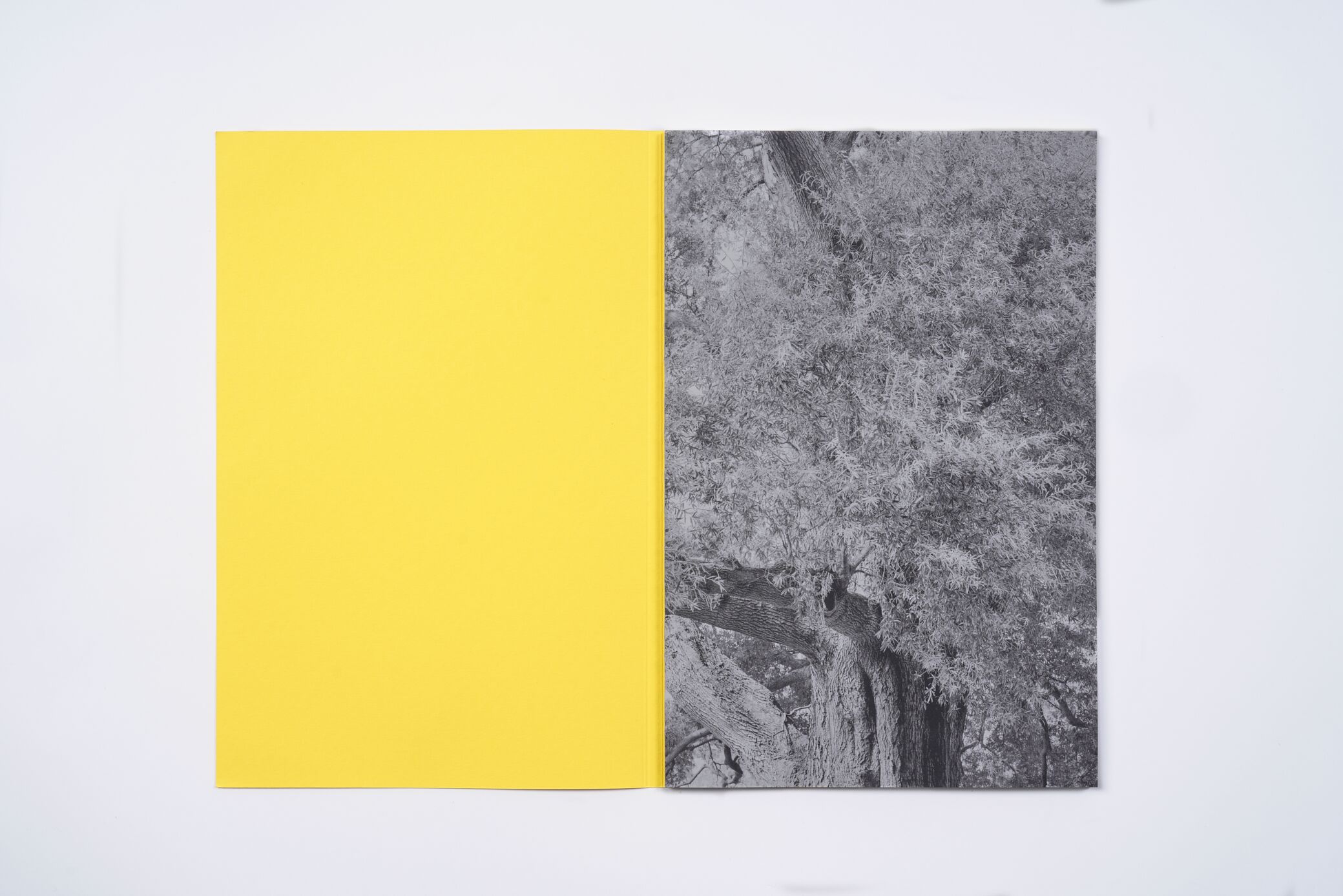 amanda-sauer-giant-willow-oak-l'artiere