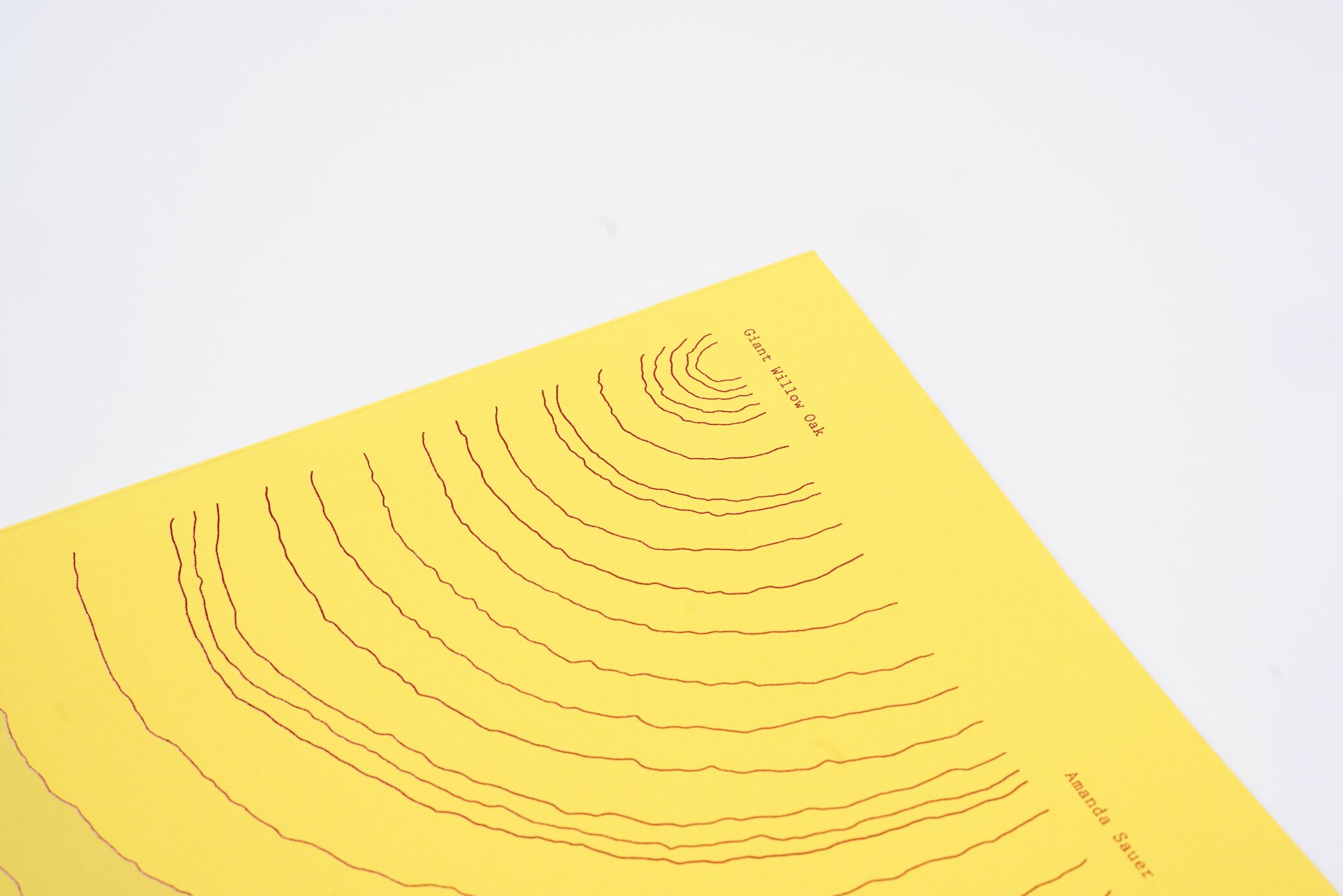 amanda-sauer-giant-willow-oak-l'artiere