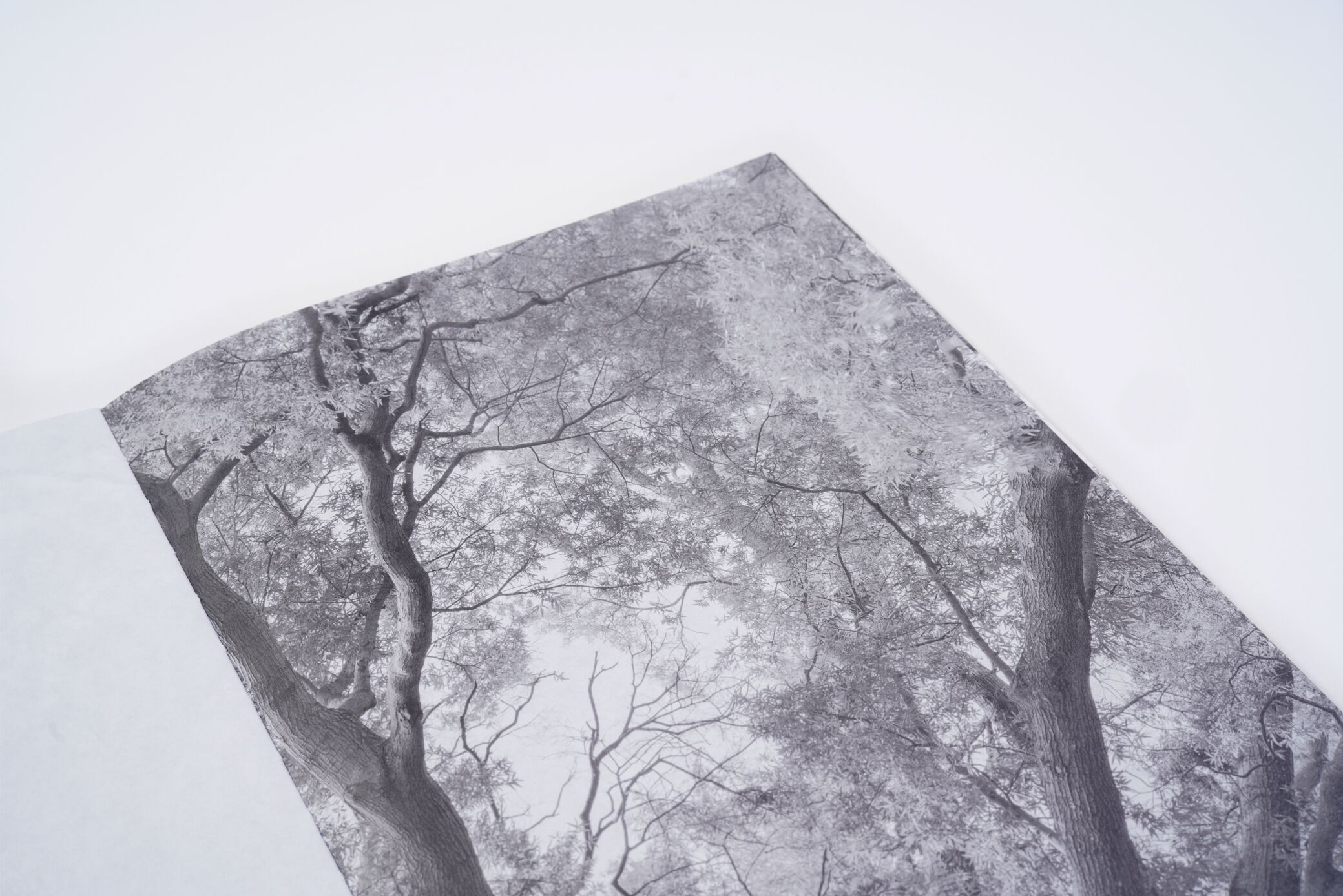 amanda-sauer-giant-willow-oak-l'artiere