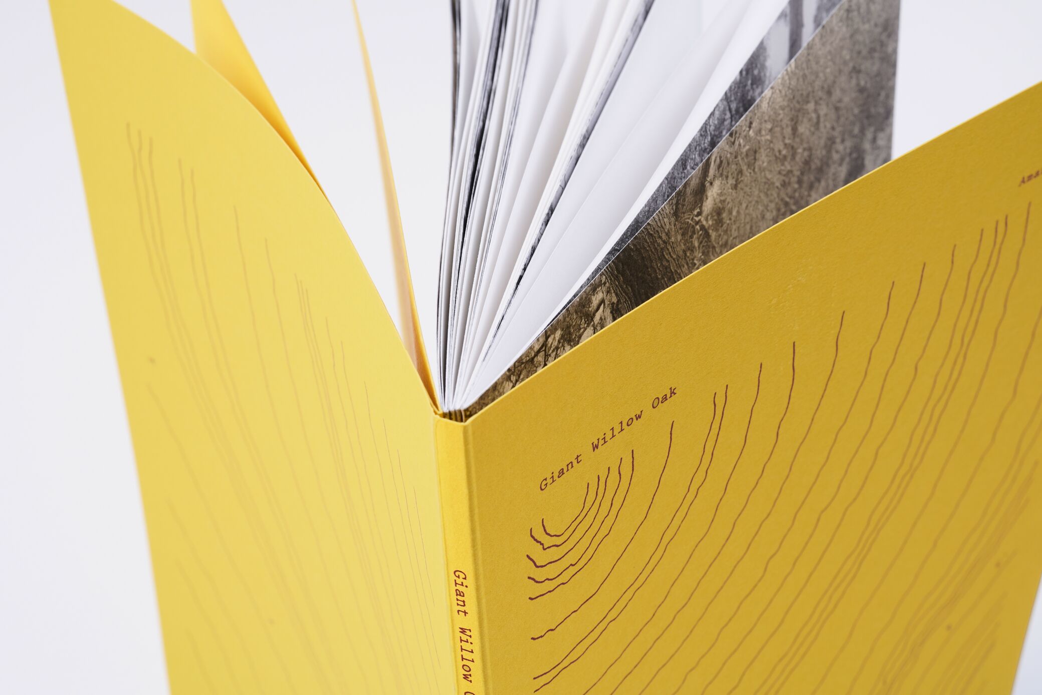 amanda-sauer-giant-willow-oak-l'artiere