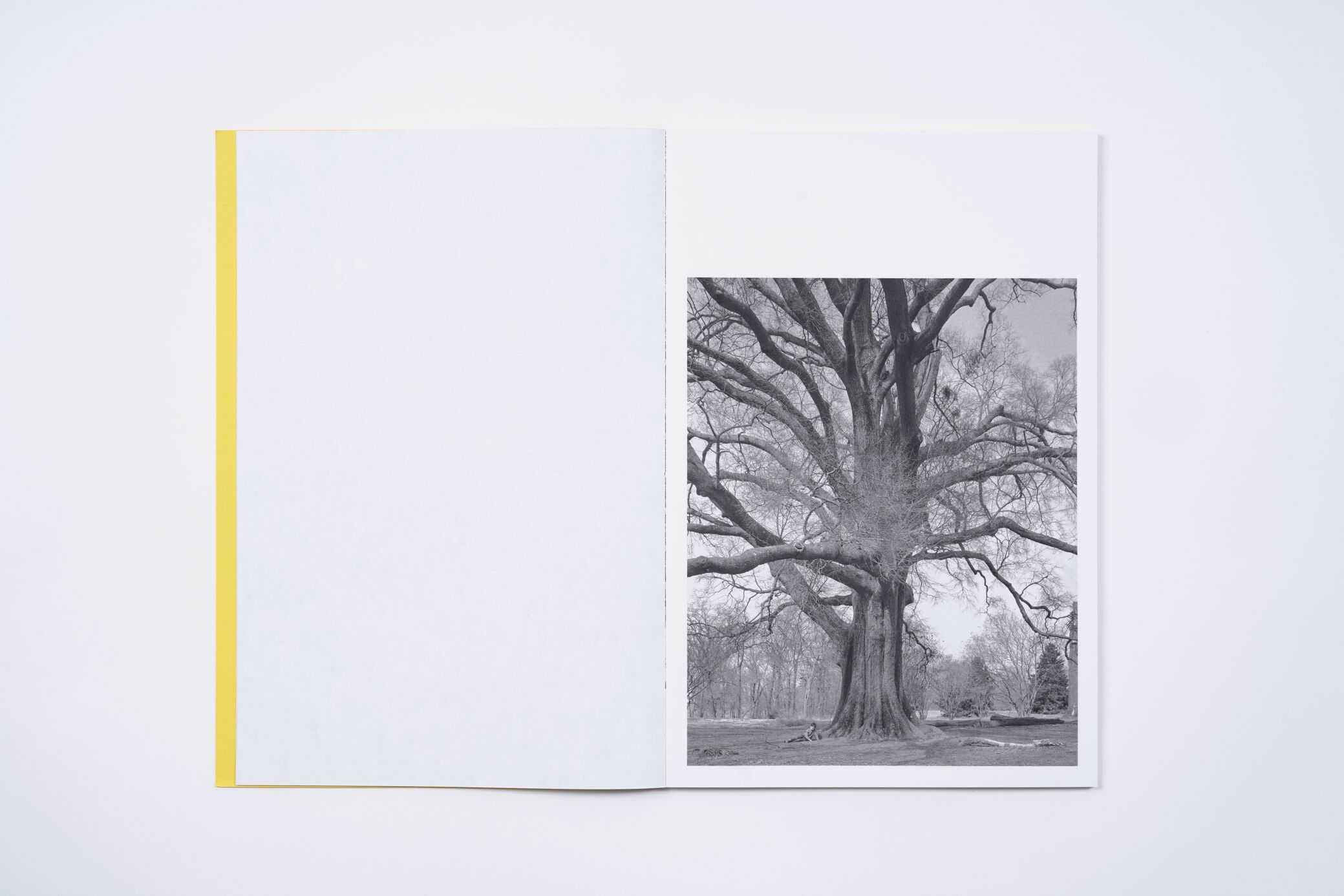 amanda-sauer-giant-willow-oak-l'artiere