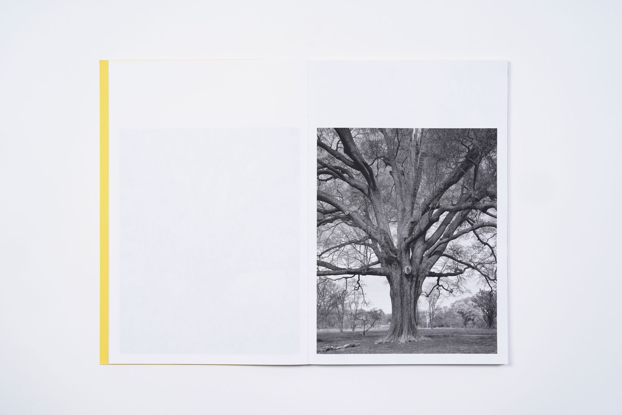 amanda-sauer-giant-willow-oak-l'artiere