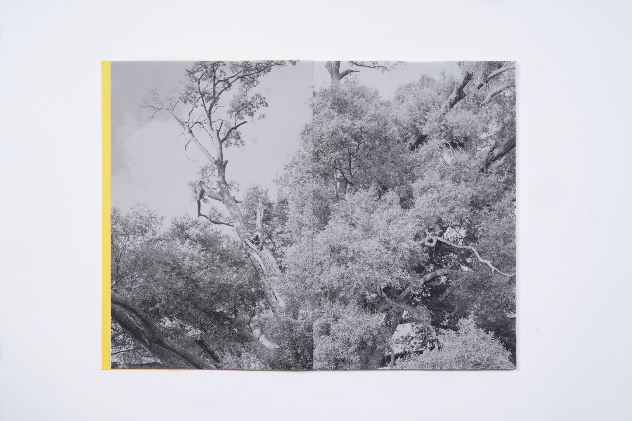 amanda-sauer-giant-willow-oak-l'artiere