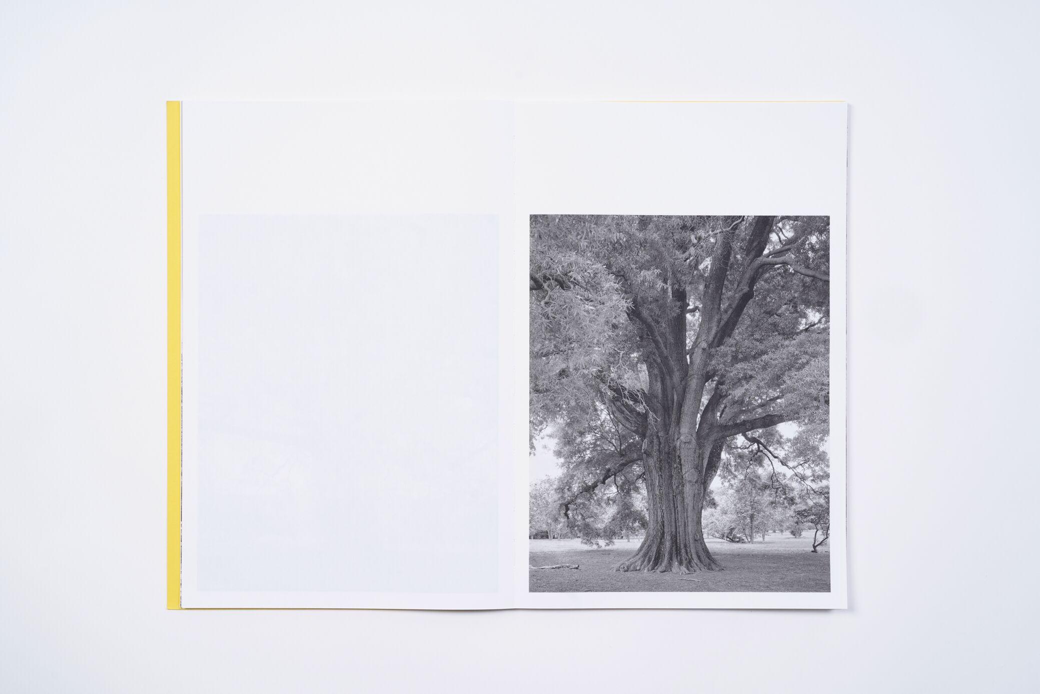 amanda-sauer-giant-willow-oak-l'artiere