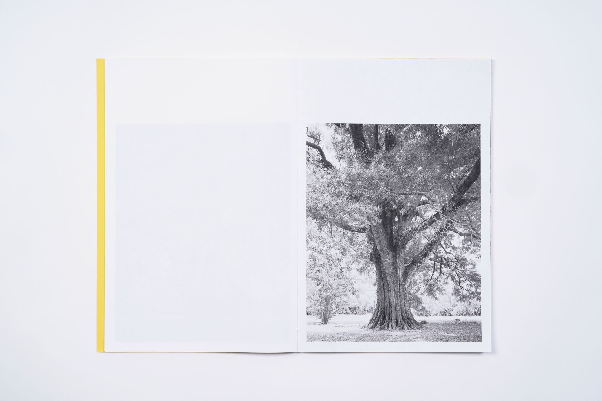 amanda-sauer-giant-willow-oak-l'artiere