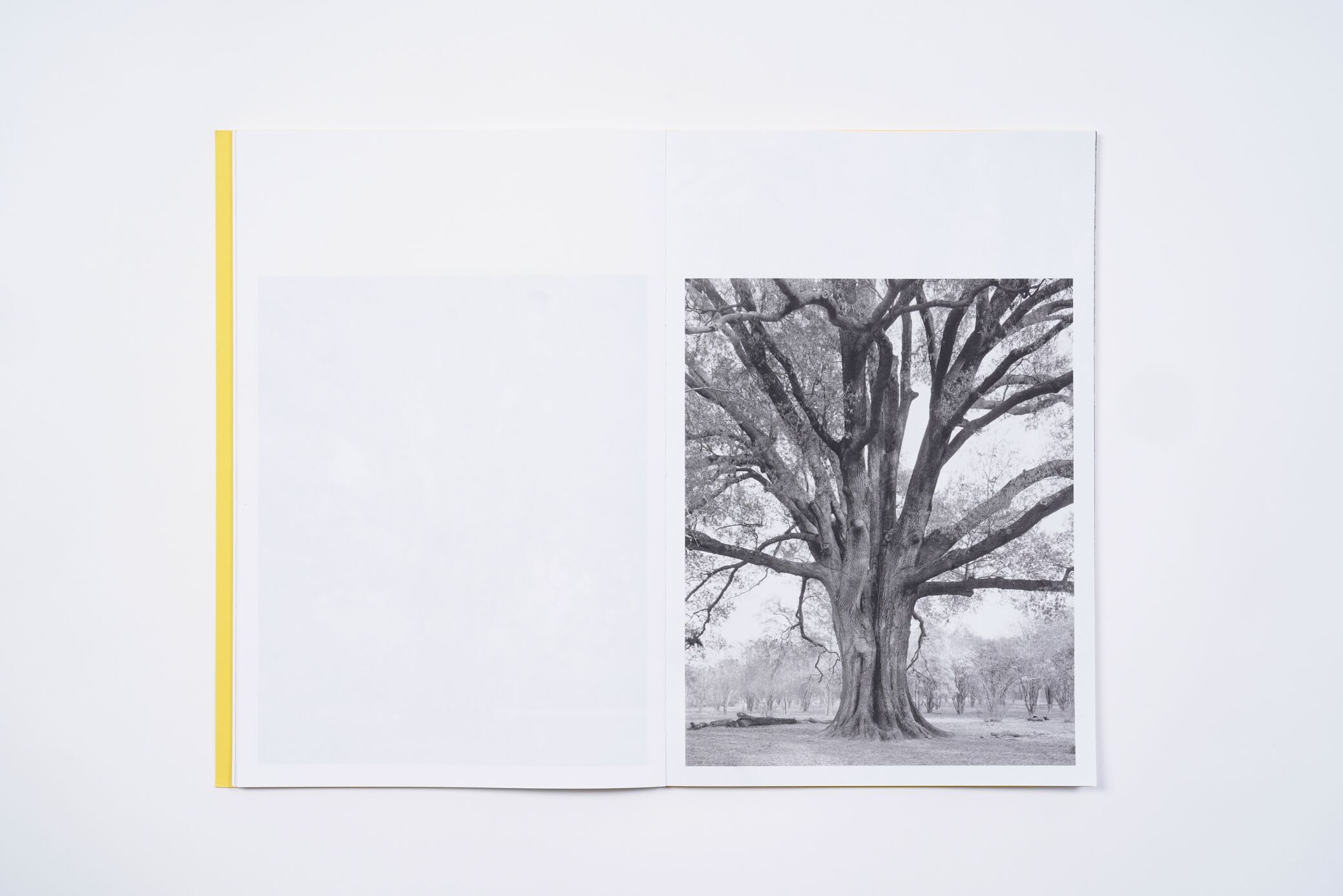 amanda-sauer-giant-willow-oak-l'artiere