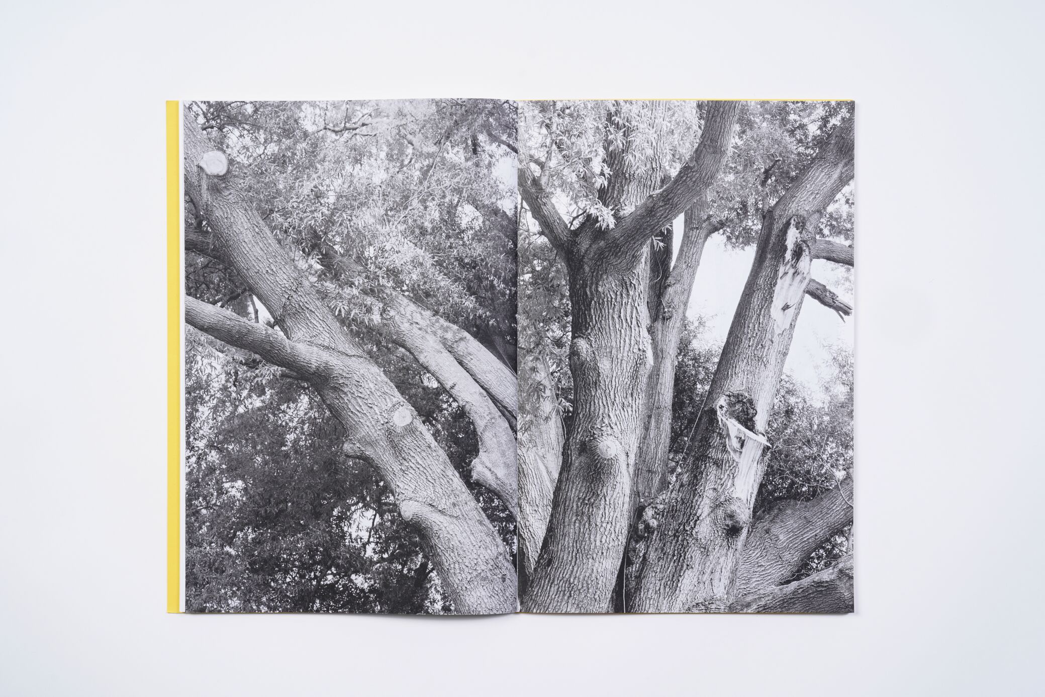 amanda-sauer-giant-willow-oak-l'artiere