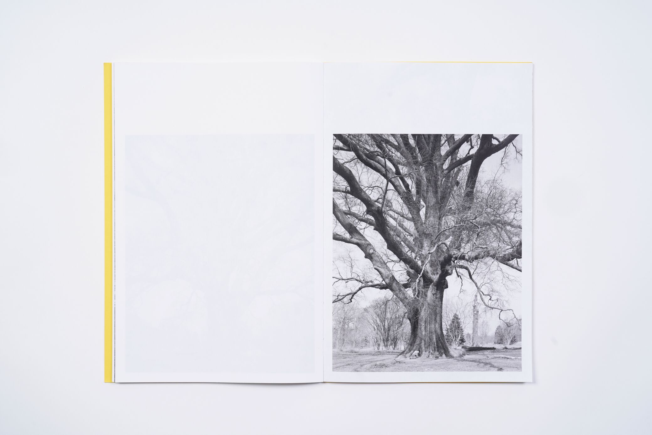 amanda-sauer-giant-willow-oak-l'artiere