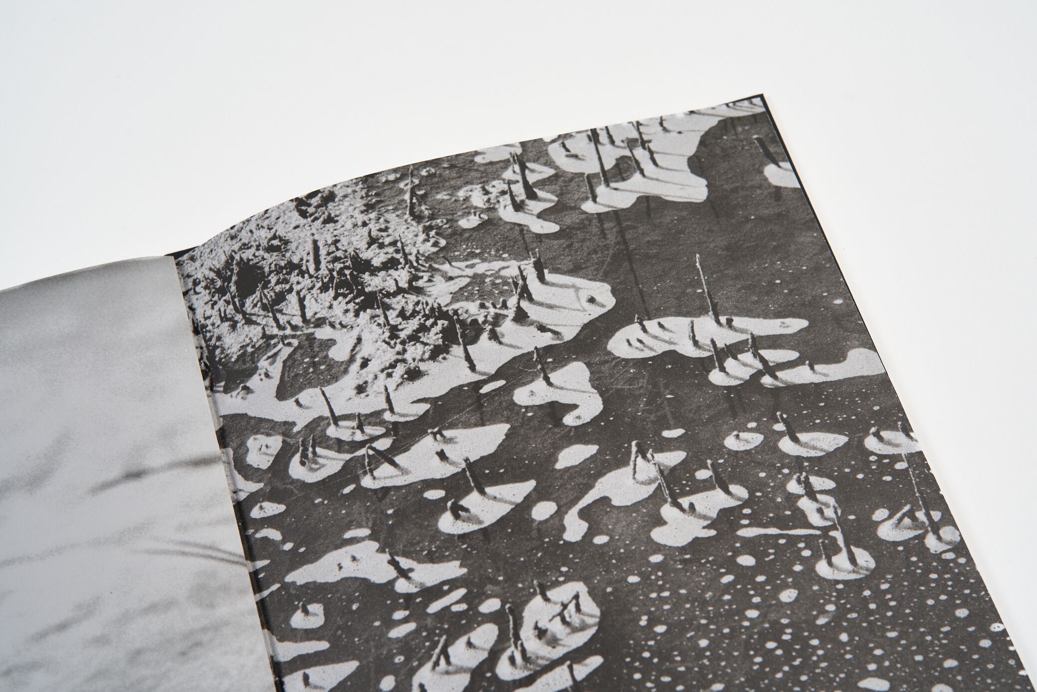 lucien-clergue-charognes-l'artiere