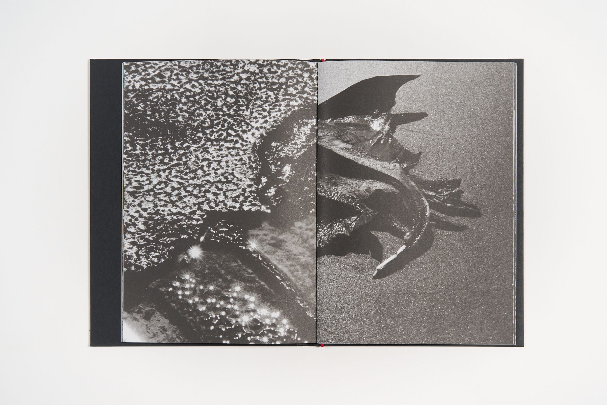 lucien-clergue-charognes-l'artiere
