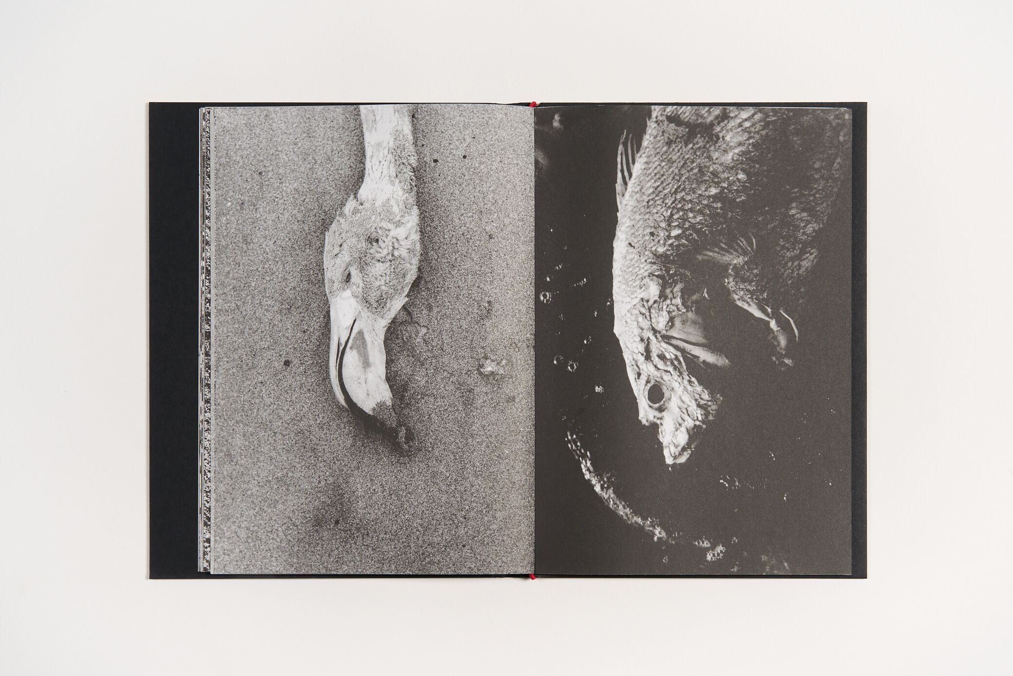 lucien-clergue-charognes-l'artiere