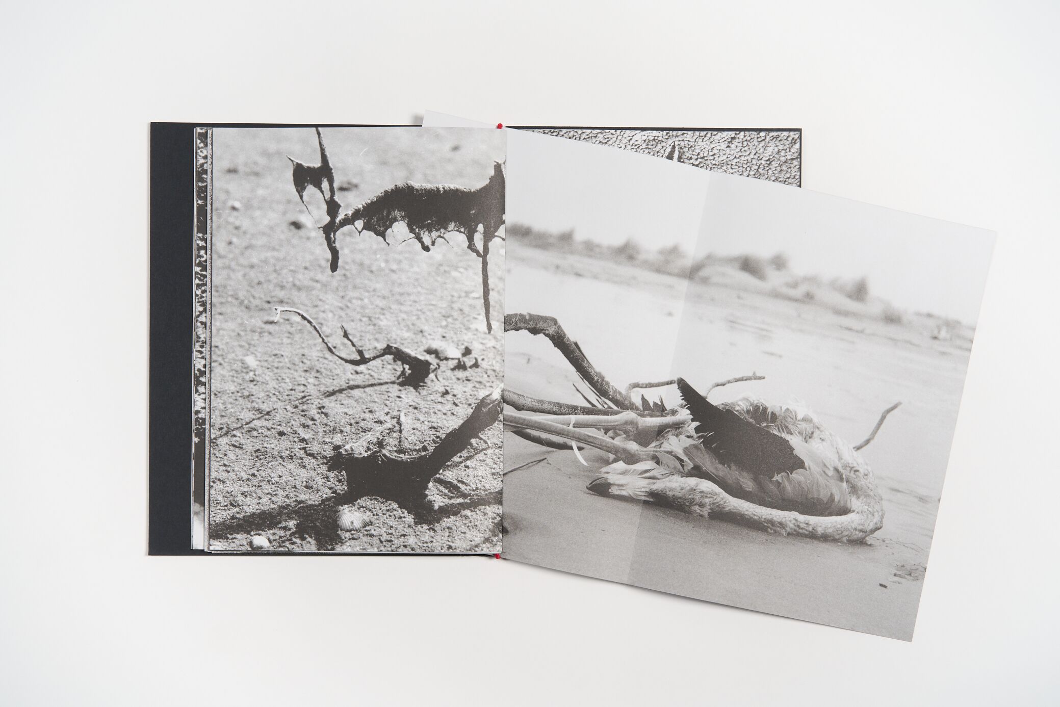 lucien-clergue-charognes-l'artiere